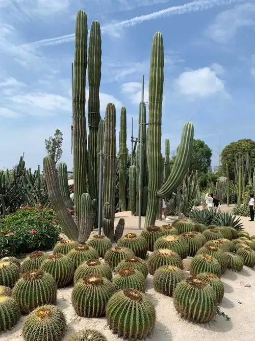 厦门园林植物园