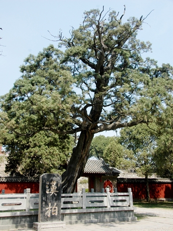 泰山