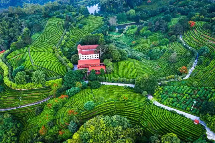 雁南飞茶田