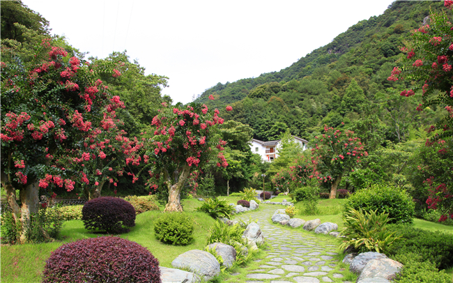 雁南飞茶田