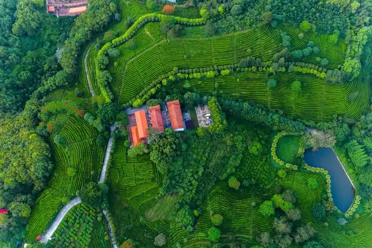 雁南飞茶田