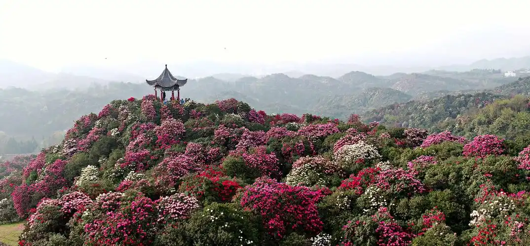 百里杜鹃