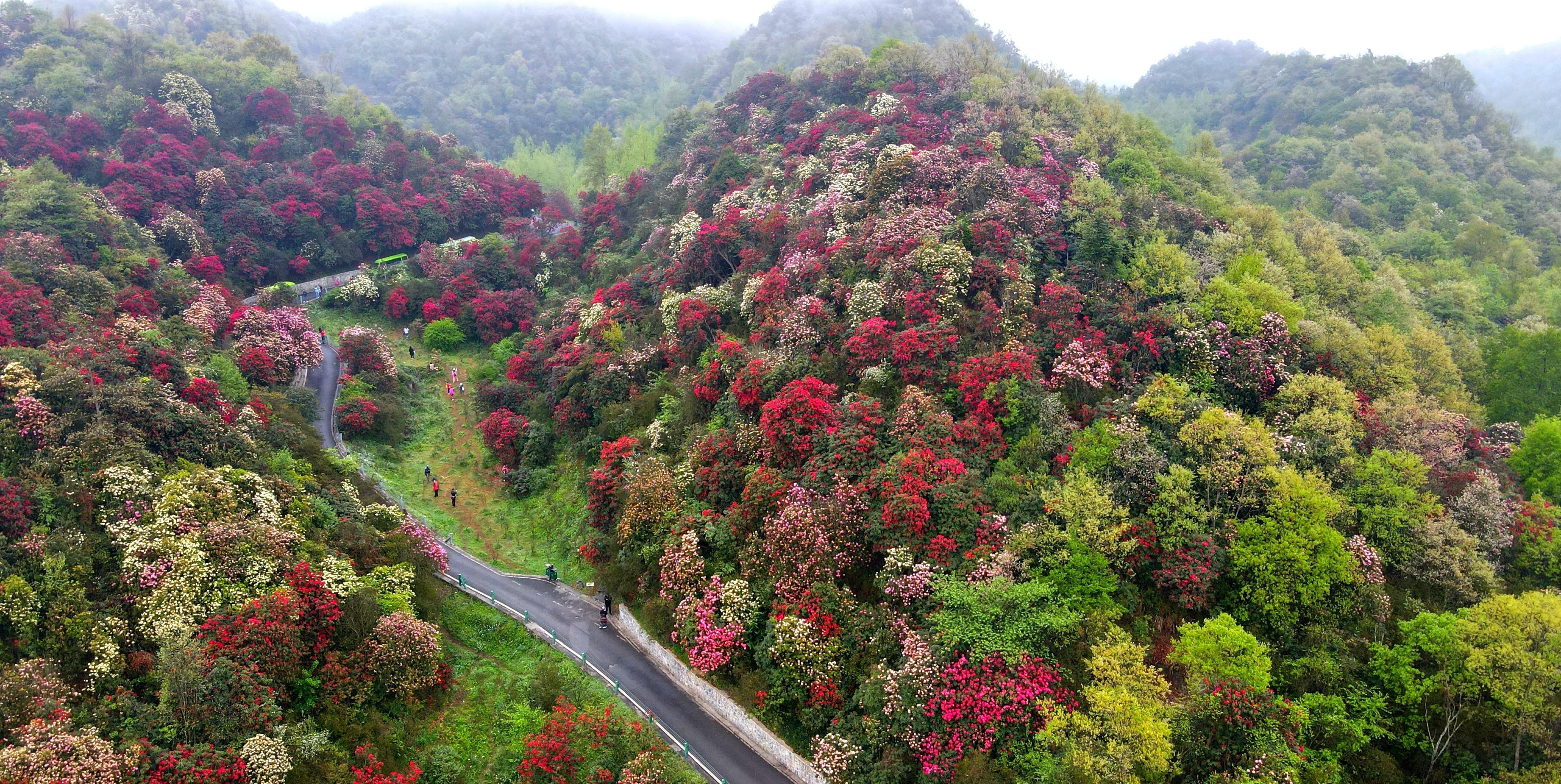 百里杜鹃