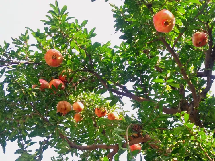 华清池