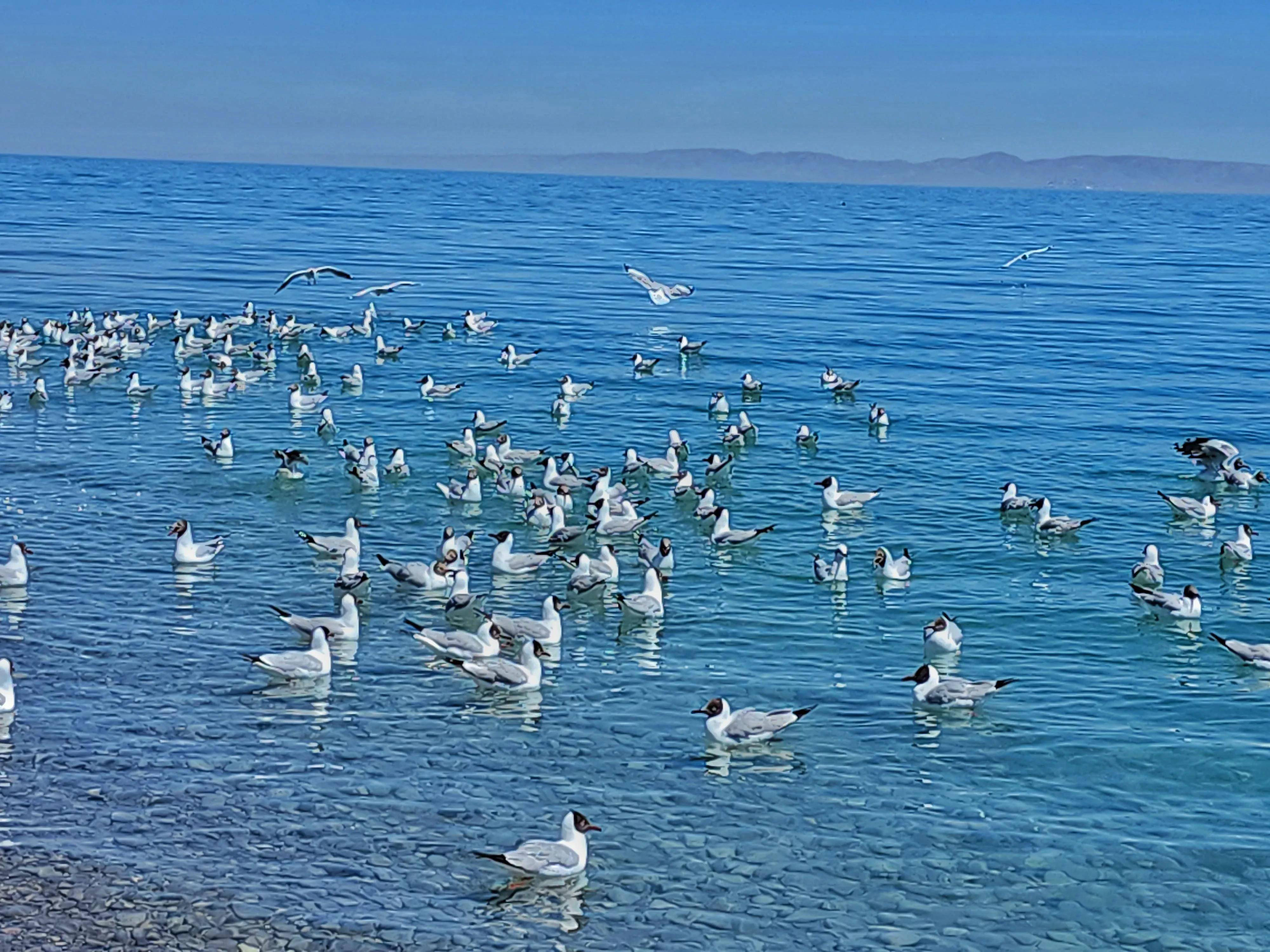 青海湖