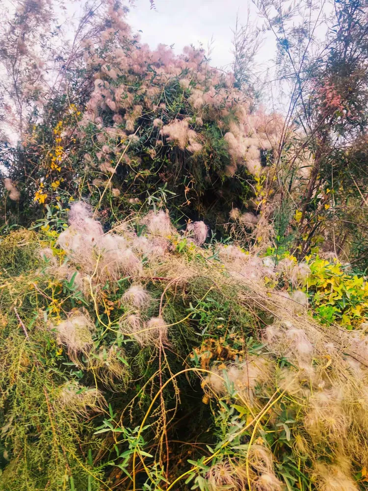金湖杨景区