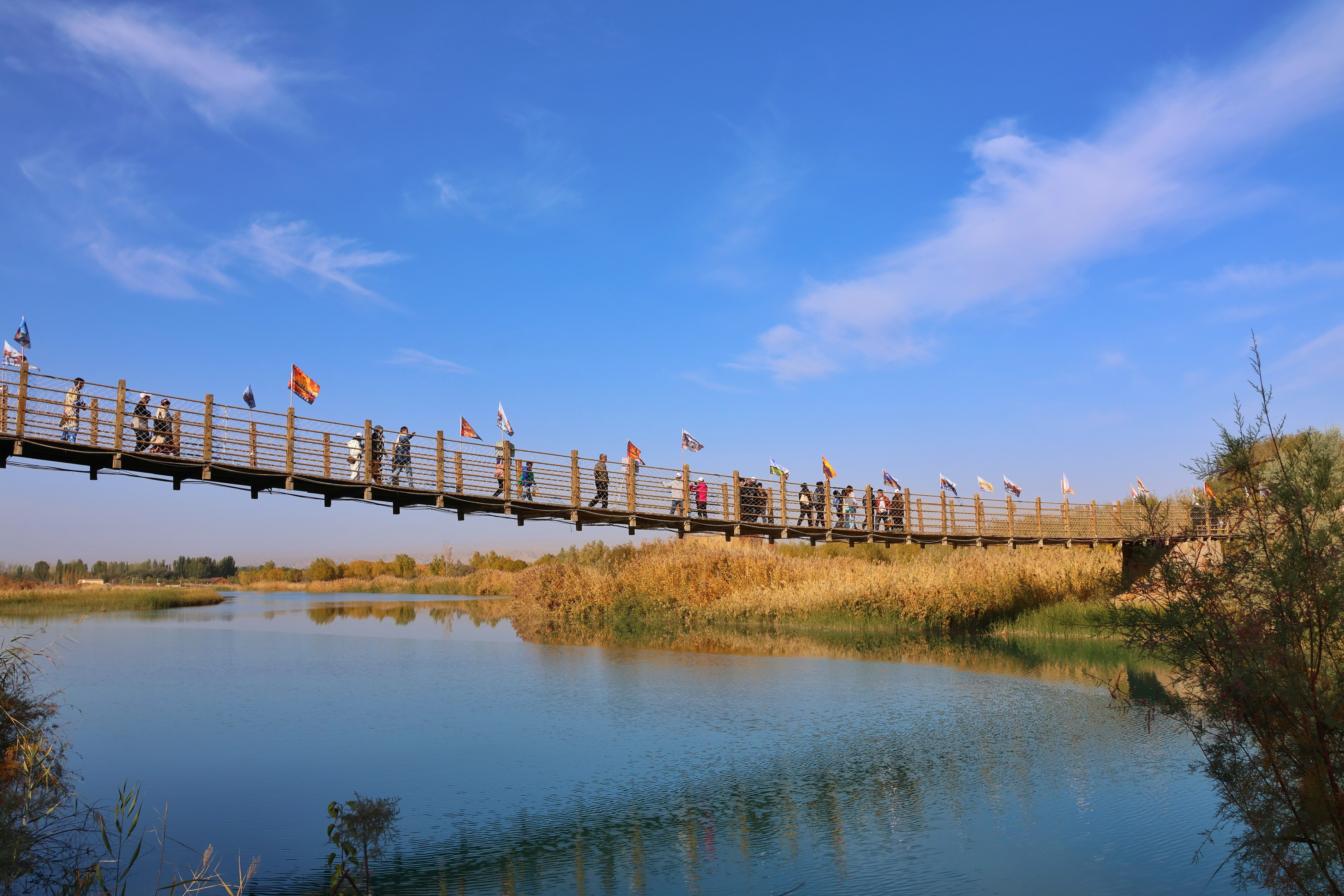 金湖杨景区