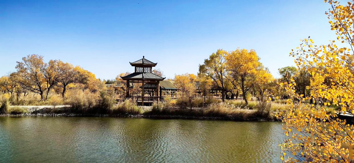金湖杨景区