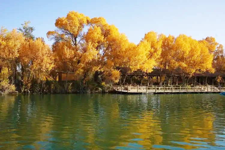 金湖杨景区