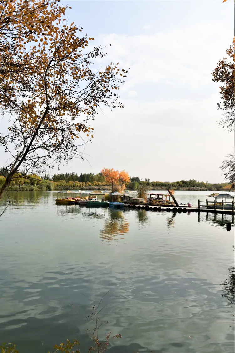 金湖杨景区