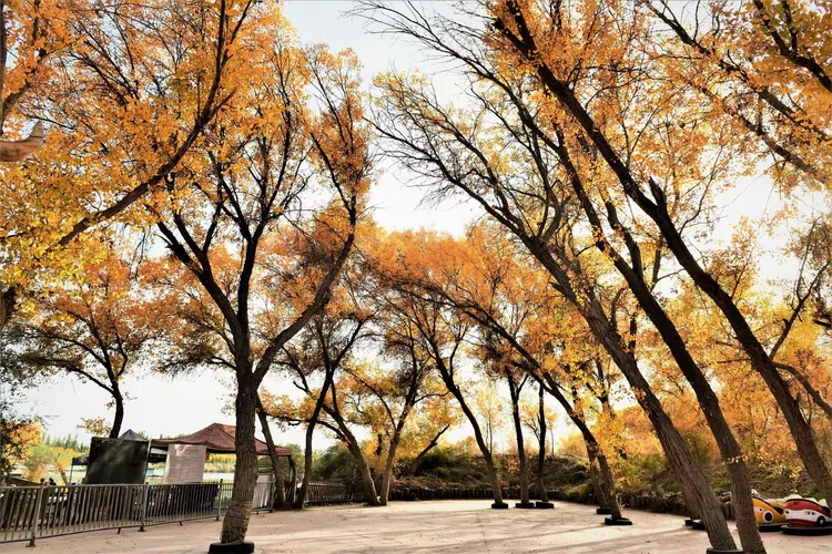 金湖杨景区