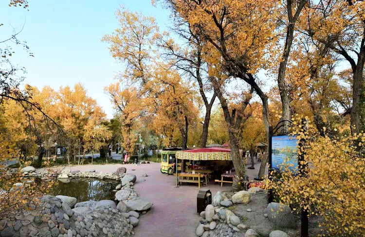 金湖杨景区