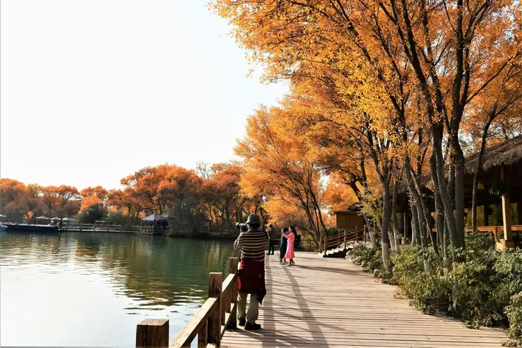 金湖杨景区