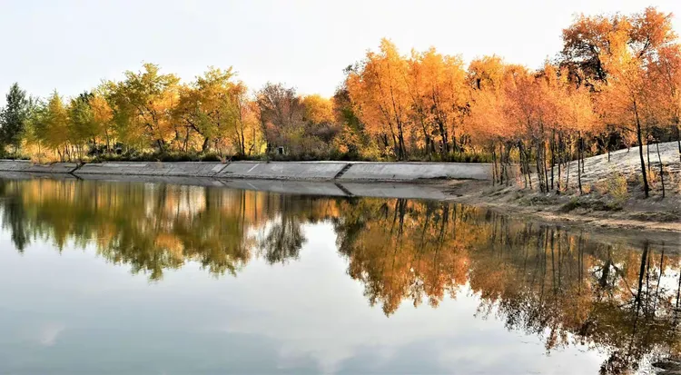 金湖杨景区
