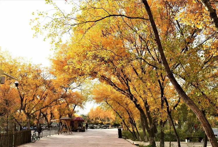 金湖杨景区