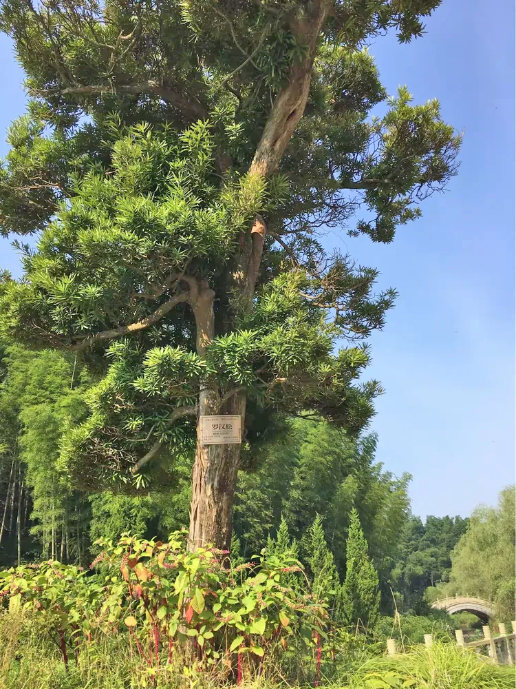 百丈山