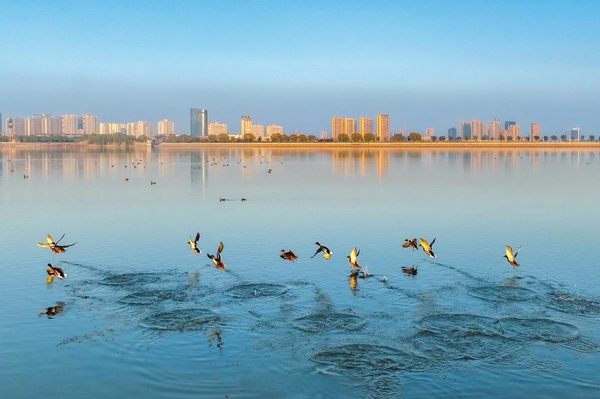 孝河湿地公园