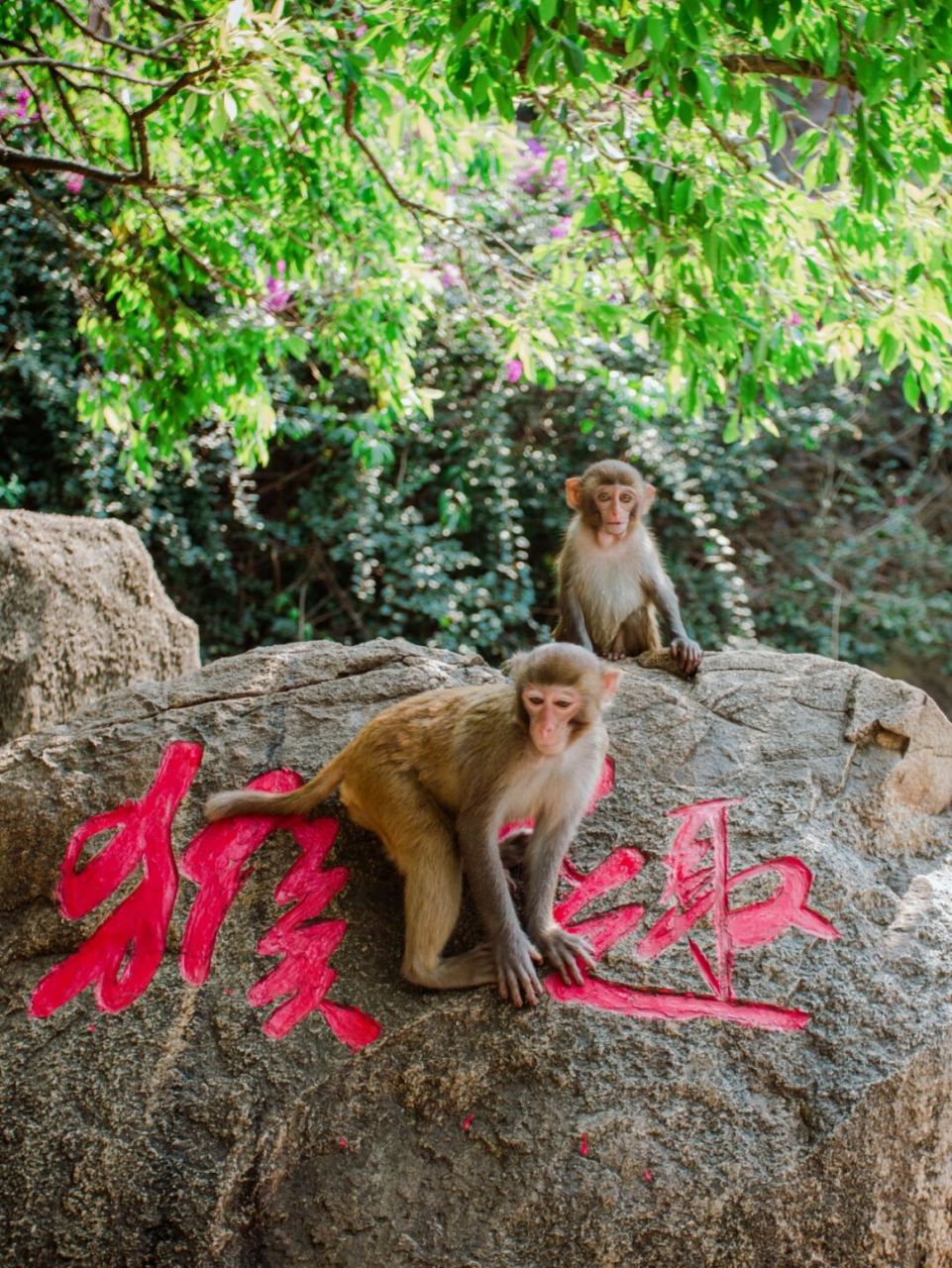 南湾猴岛