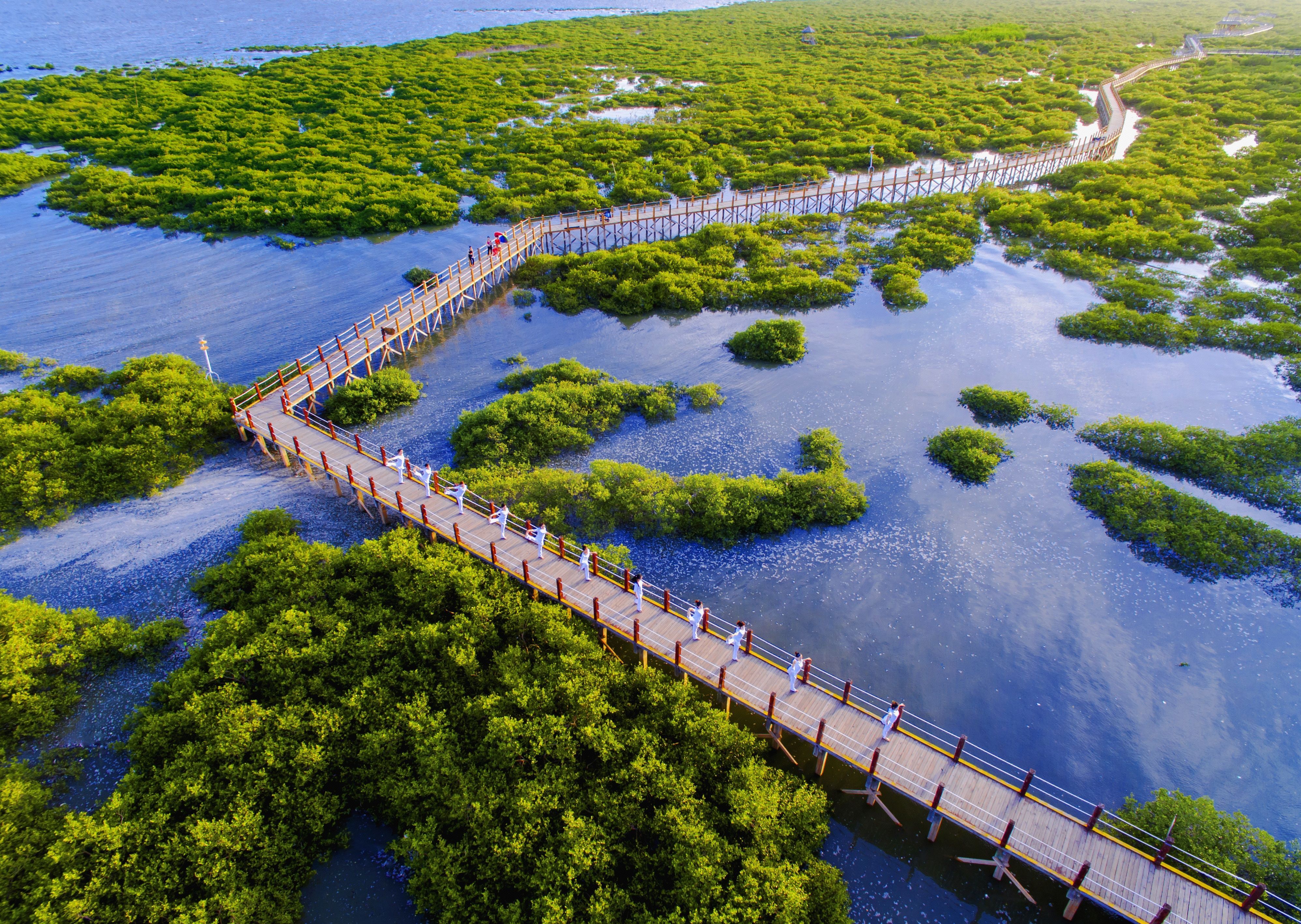 金海湾红树林