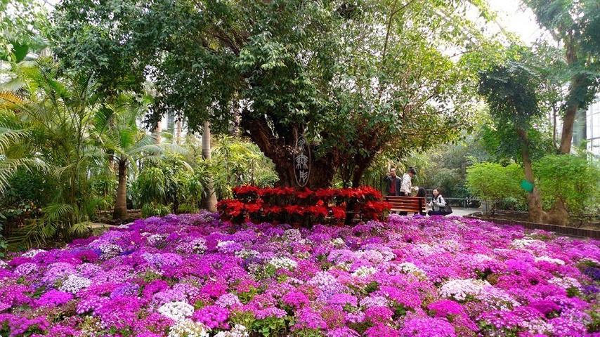 天津热带植物观光园