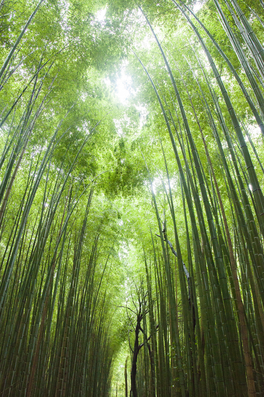 宜兴竹海