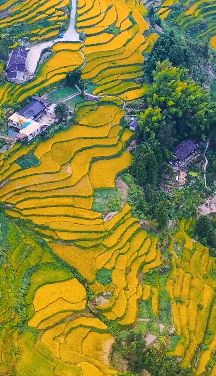 紫鹊界梯田