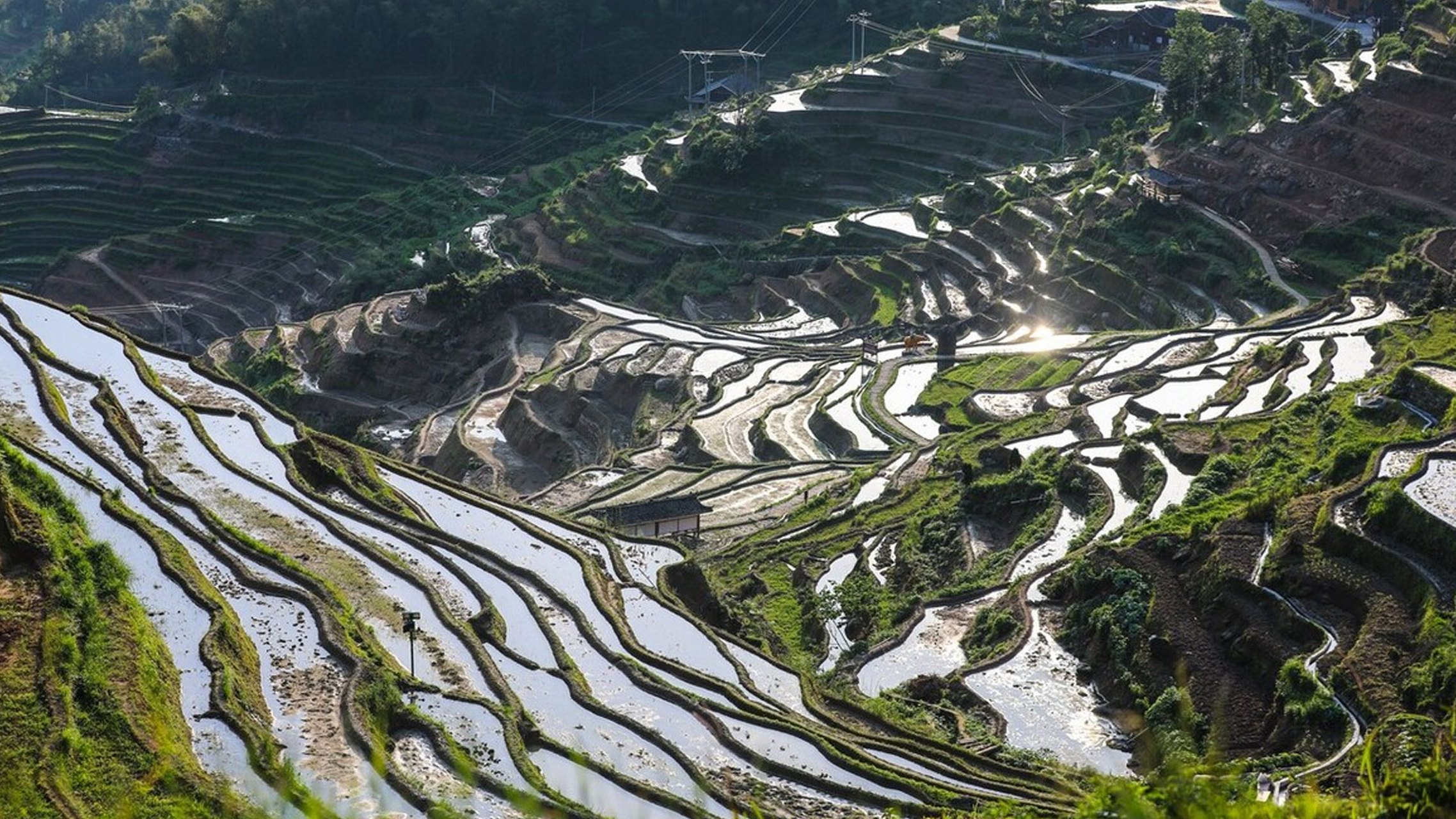 紫鹊界梯田