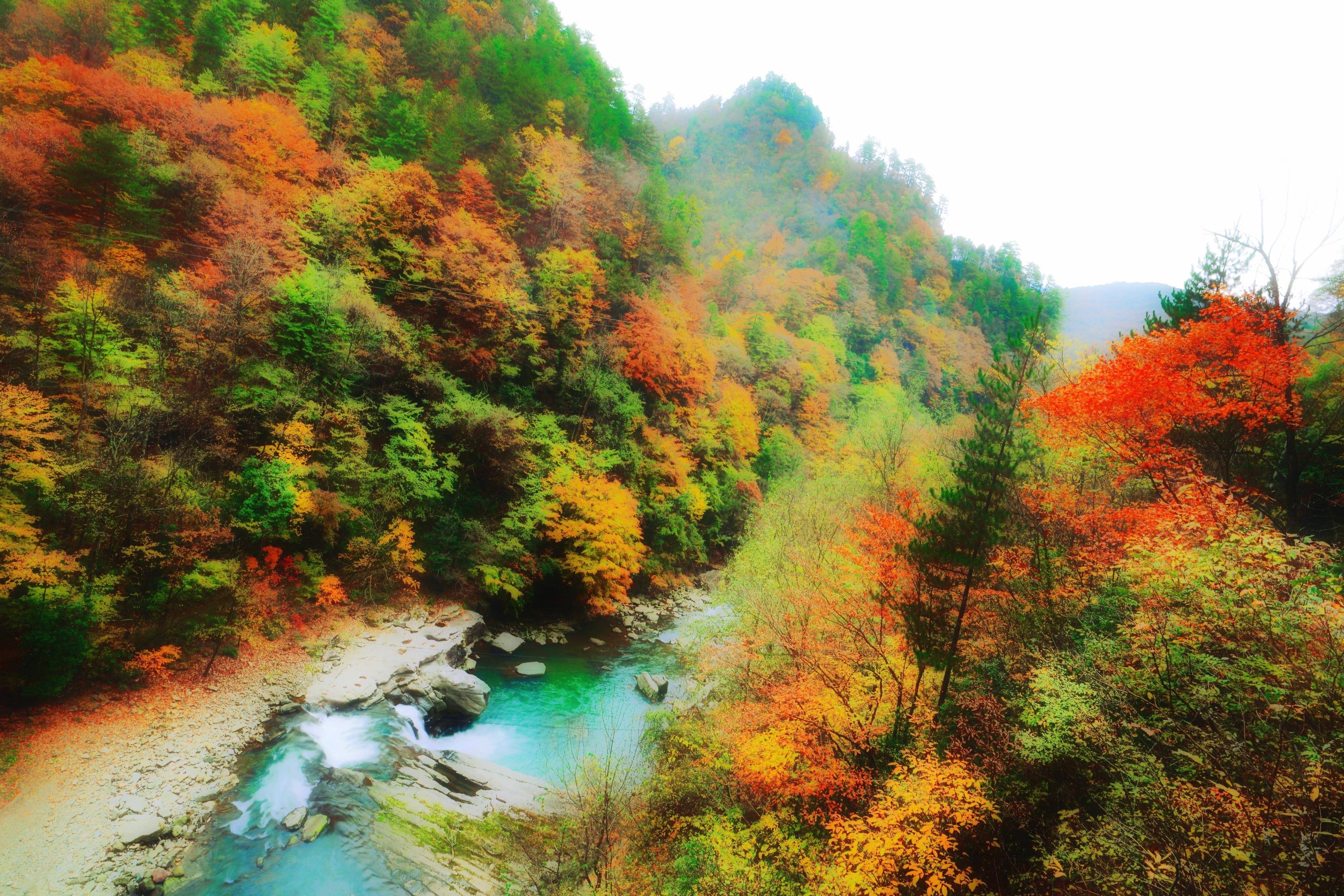 黎坪森林公园