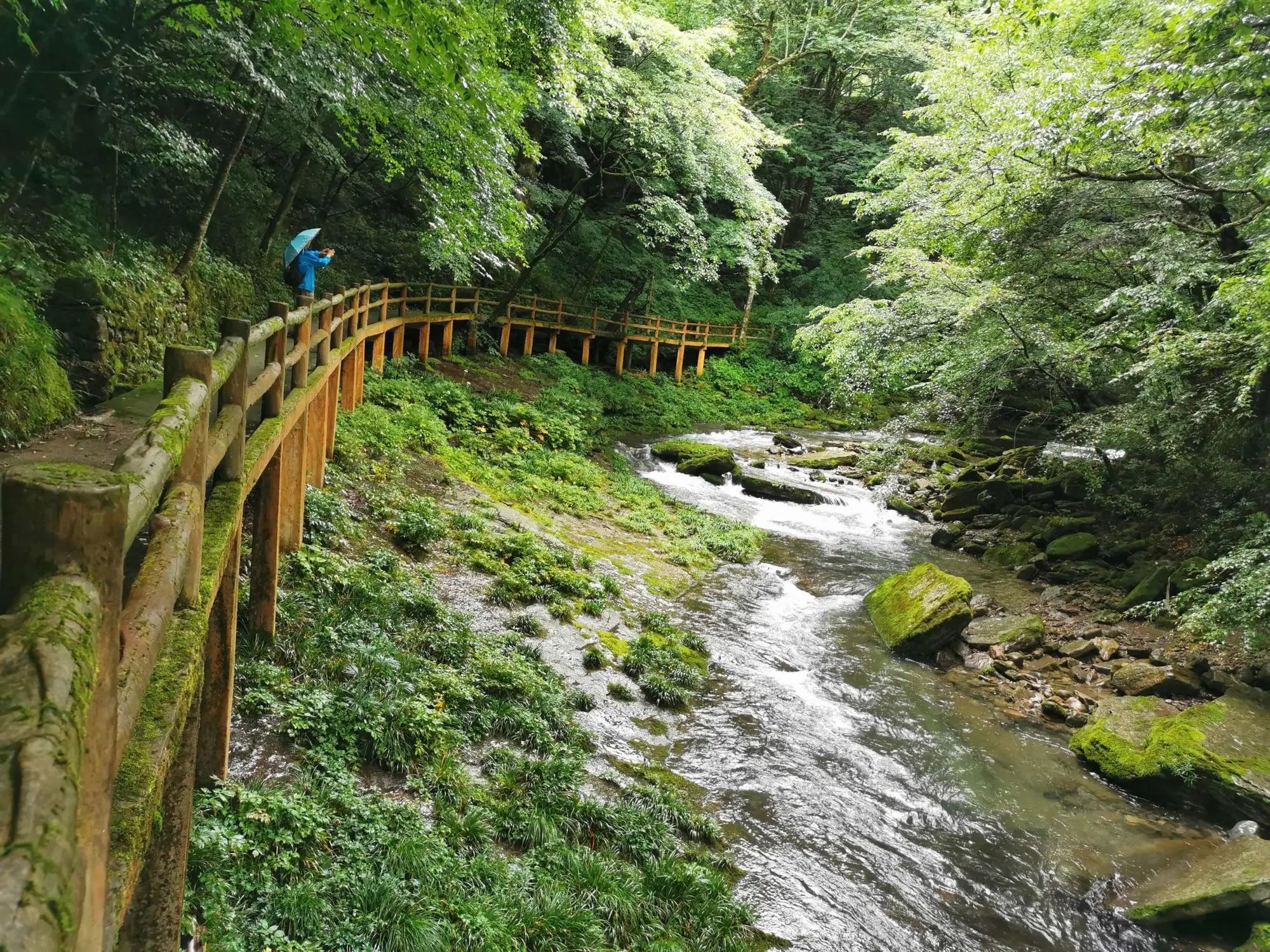 黎坪森林公园