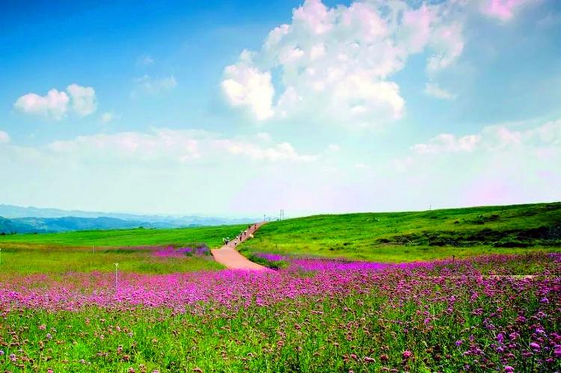 放马坪高原草场