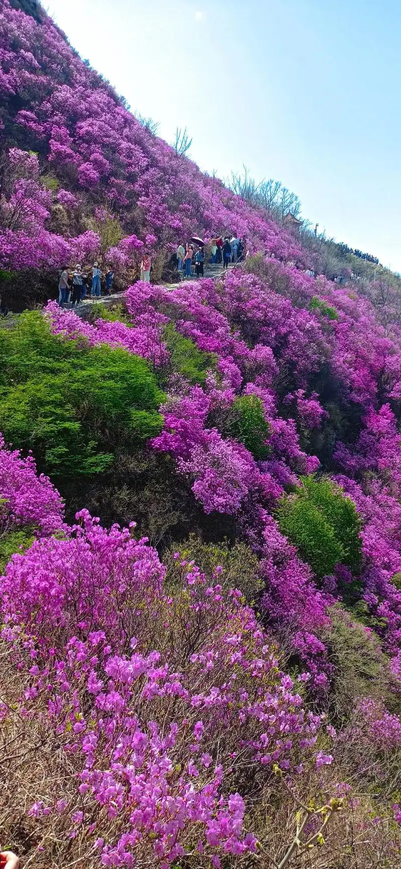大黑山